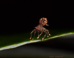 Bucranium taurifrons