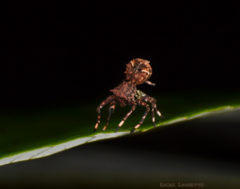 Bucranium taurifrons