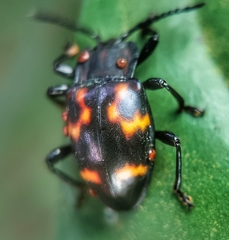 Gerstaeckerus rubropictus