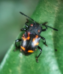 Gerstaeckerus rubropictus
