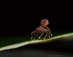 Bucranium taurifrons