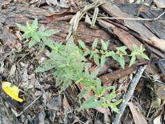 Sigesbeckia orientalis