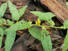 Sigesbeckia orientalis