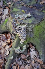 Trametes