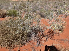 Acacia bivenosa