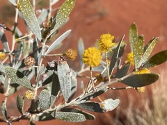 Acacia bivenosa