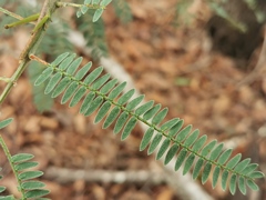Acacia glaucocarpa