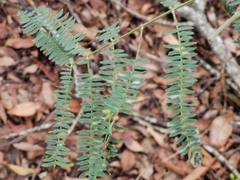Acacia glaucocarpa