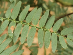 Acacia glaucocarpa