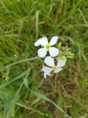 Raphanus raphanistrum raphanistrum