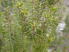 Ceratiola ericoides image