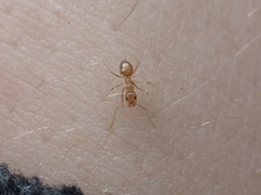 Nylanderia phantasma