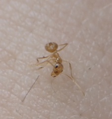 Nylanderia phantasma