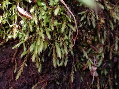 Philonotis capillaris