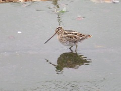 Gallinago gallinago