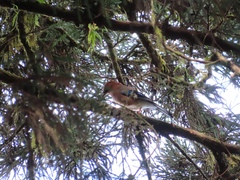 Garrulus glandarius taivanus