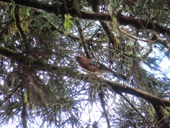 Garrulus glandarius taivanus