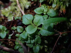 Erythranthe alsinoides