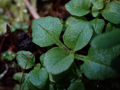 Erythranthe alsinoides