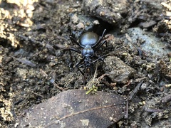 Scaphinotus cristatus