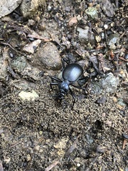 Scaphinotus cristatus