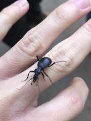 Scaphinotus cristatus