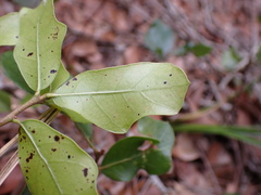 Quercus myrtifolia image