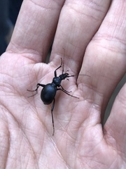 Scaphinotus cristatus