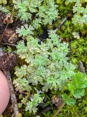 Alchemilla occidentalis