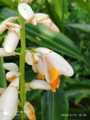 Alpinia mutica