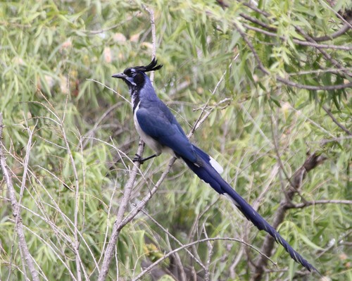Black-throated Magpie-Jay (Cyanocorax colliei), photo 9