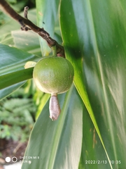 Alpinia mutica