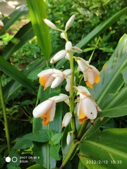 Alpinia mutica