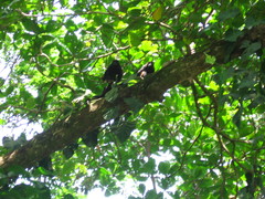 Alouatta
