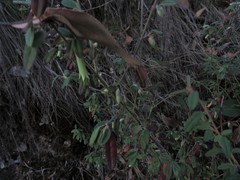 Correa glabra leucoclada