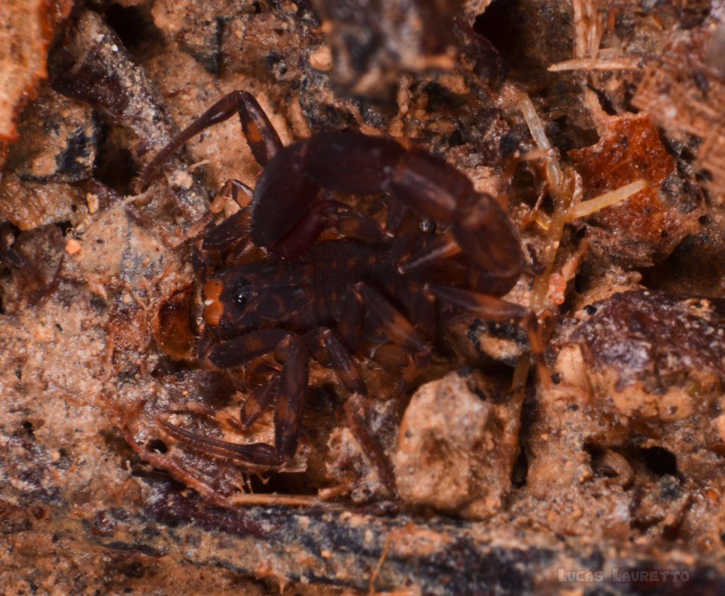 Ananteris dekeyseri