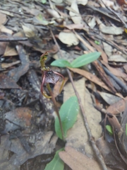 Chiloglottis diphylla
