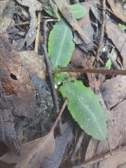 Chiloglottis diphylla