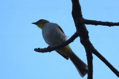 Pycnonotus xantholaemus