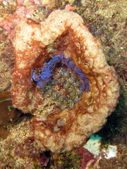 Pteraeolidia ianthina