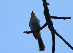 Pycnonotus xantholaemus