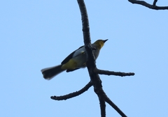 Pycnonotus xantholaemus