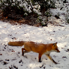 Vulpes vulpes japonica