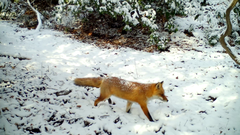Vulpes vulpes japonica