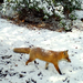 Japanese Red Fox - Photo (c) Timur Kalininsky, some rights reserved (CC BY-NC), uploaded by Timur Kalininsky