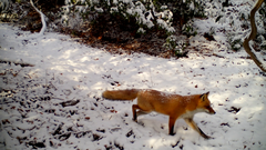 Vulpes vulpes japonica