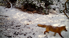 Vulpes vulpes japonica