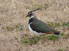 Vanellus vanellus