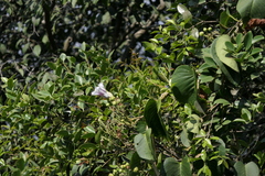 Ipomoea campanulata