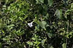 Ipomoea campanulata